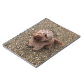 Un Carnet Super Sweet Cavapoo (Côté gauche)