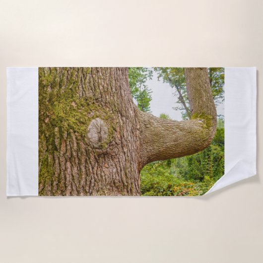 un cèdre de l'Himalaya sur les serviettes de plage (Devant)