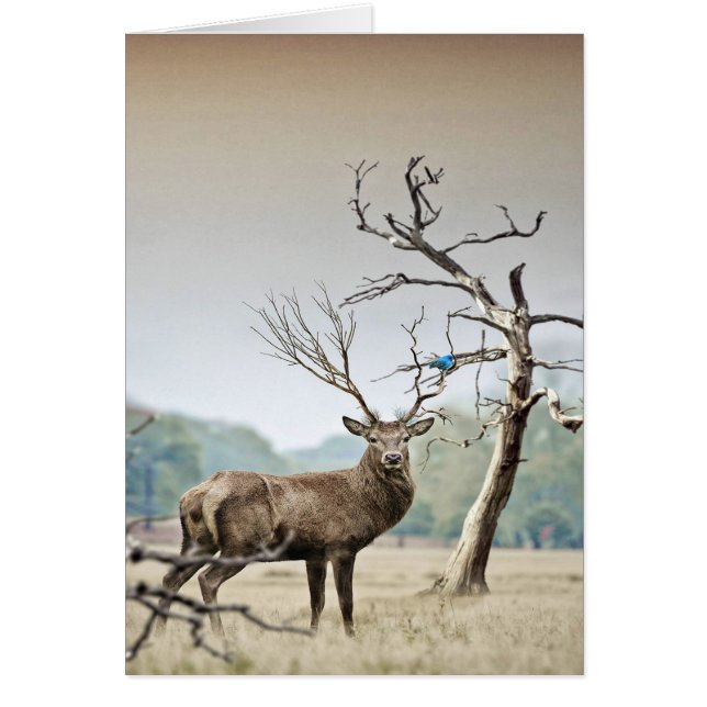 Un Cerf Et Un Bluebird (Devant)