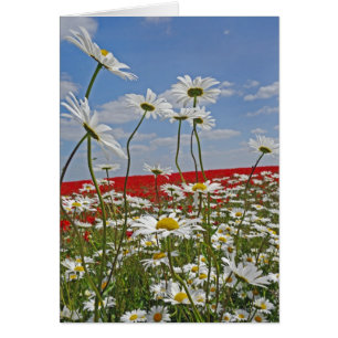 Un champ agricole de marguerites blanches aux yeux