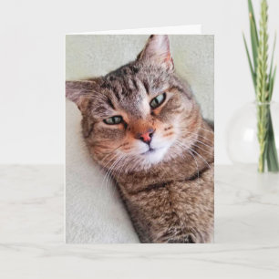 Un Chat Personnalisé Vous Manque Une Carte Lot