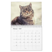Un chat pour chaque calendrier de saison (Feb 2027)