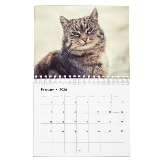 Un chat pour chaque calendrier de saison (Feb 2026)