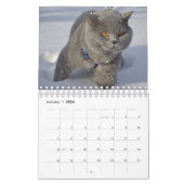 Un chat pour chaque calendrier de saison (Jan 2026)
