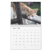 Un chat pour chaque calendrier de saison (Mar 2026)