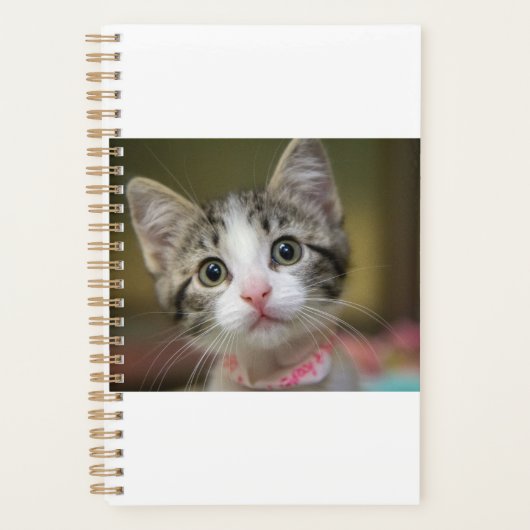 Un chaton mignon aux yeux verts (Devant)