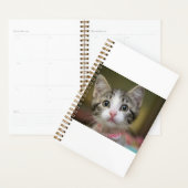 Un chaton mignon aux yeux verts (Devant avec enveloppe)