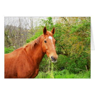 Un cheval appelé Orion