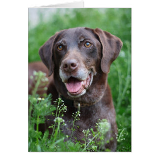 Un chien de pointer allemand à cheveux courts dans