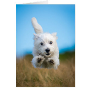 Un Chiot De Terrier De L'Ouest Mignonne Courant
