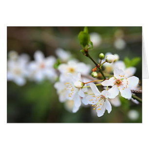Un coup de printemps