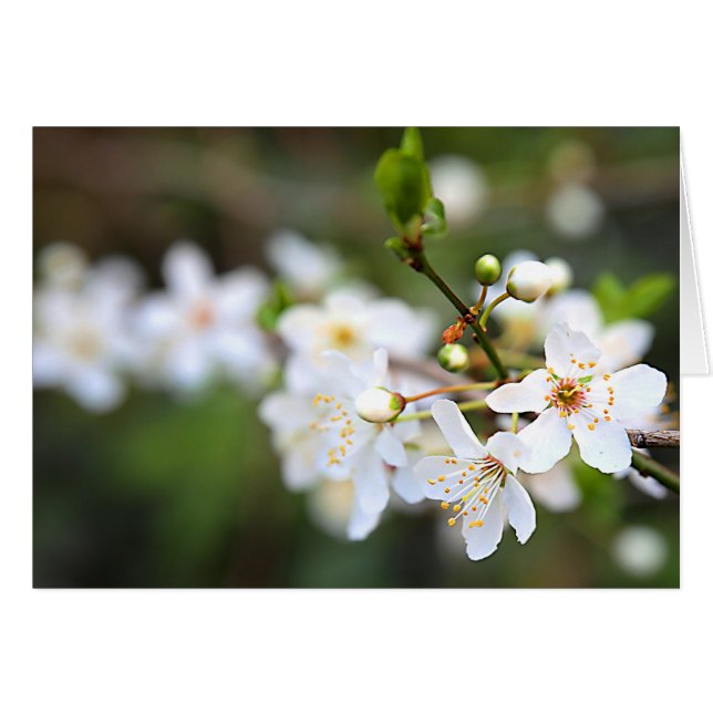 Un coup de printemps (Devant horizontal)