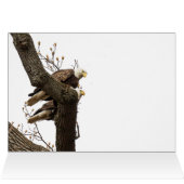Un couple d'aigle heureux (Intérieur Horizontal (Haut))