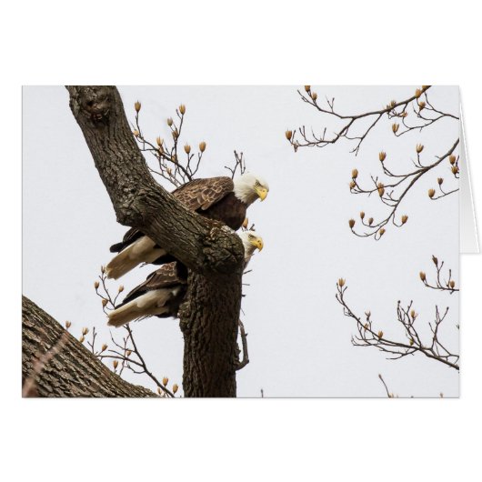 Un couple d'aigle heureux (Devant horizontal)