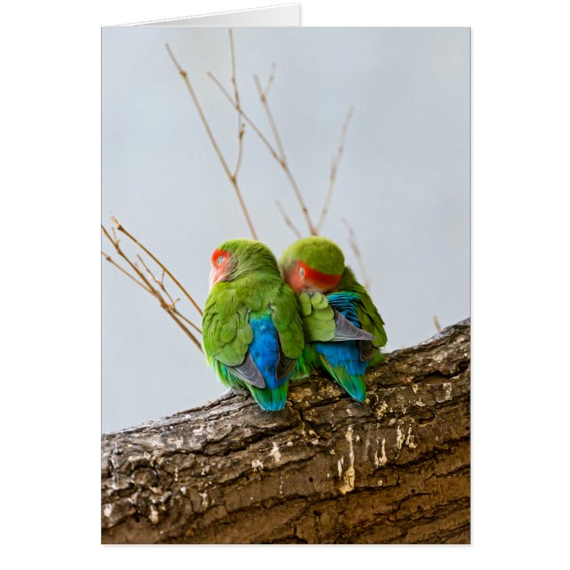 Un couple de perruche sur une branche (Devant)