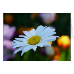 Un Daisy par Jour !