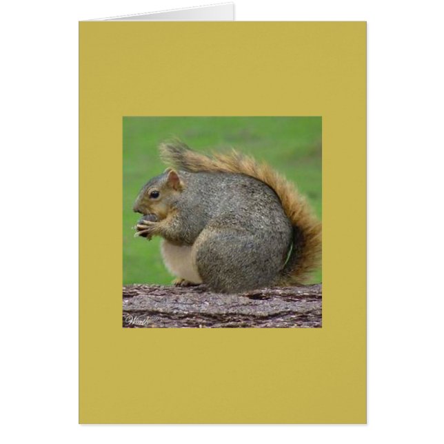 Un écureuil très gros (Devant)