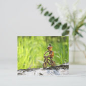 Un elfe d'Acorn à vélo carte postale (Debout devant)