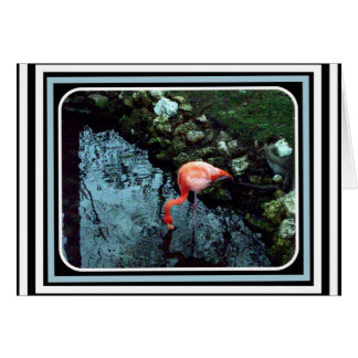 Un Flamant rose solitaire