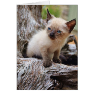 Un grand monde de petit ina de chaton