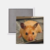 Un hamster syrien ferme aimant frigo (Recto/Verso)