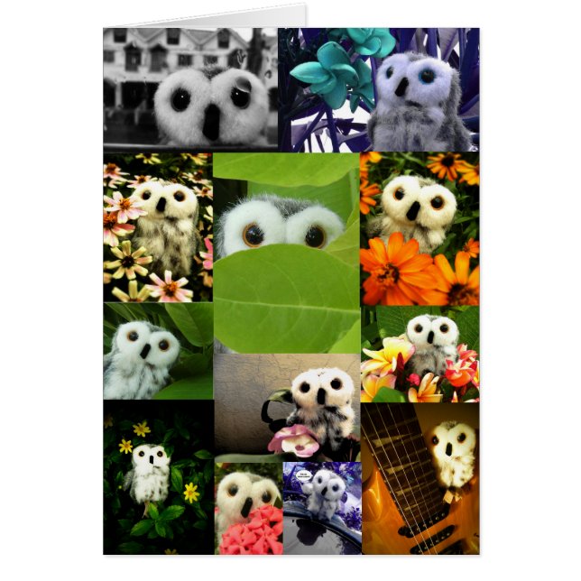 Un hibou nommé Ophélie (Devant)