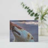 Un homme et son chien, carte postale (Debout devant)