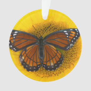 Un Limenitis Archippus du papillon   de vice-roi