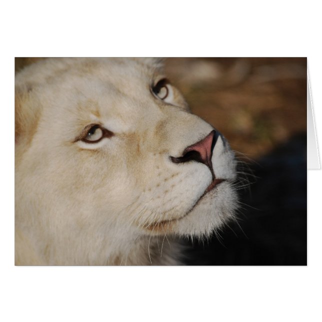 Un lion doux face à l'Afrique du Sud (Devant horizontal)