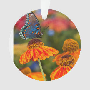 Un machaon de Spicebush, troilus de Papilio