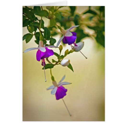 Un Manque D'Attention À Fuchsia (Devant)