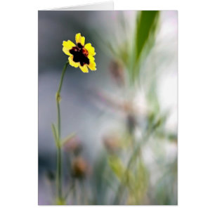 Un manque de focalisation sur une seule floraison
