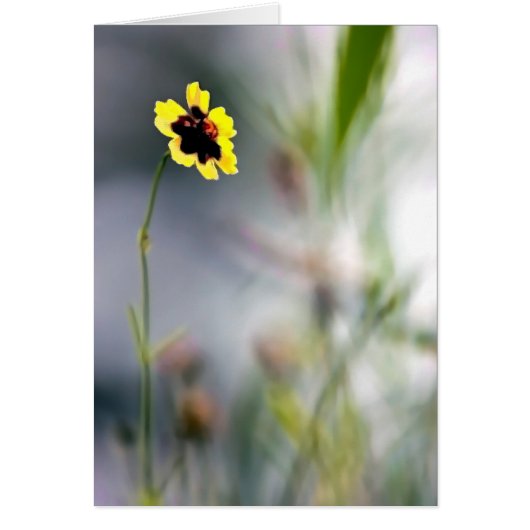 Un manque de focalisation sur une seule floraison (Devant)