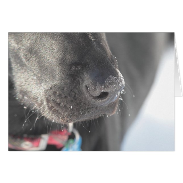 Un nez en hiver (Devant horizontal)