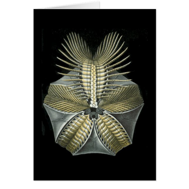 Un oursin fossile (Devant)