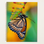 Un papillon Limenitis archippus sur des fleurs (Devant)