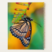 Un papillon Limenitis archippus sur des fleurs (Dos)