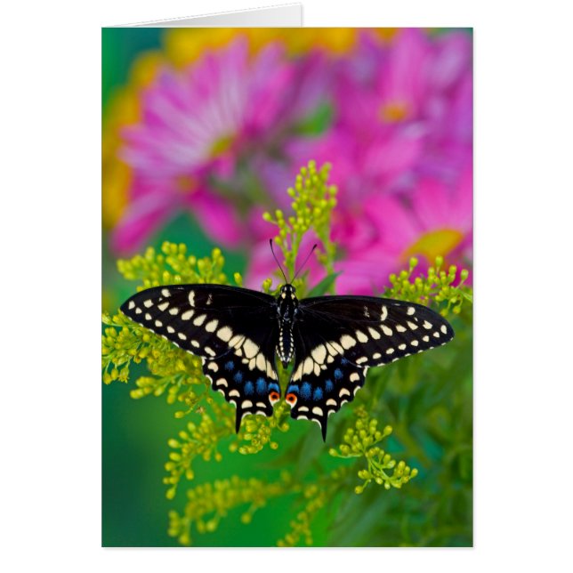 Un papillon Machaon se pose (Devant)
