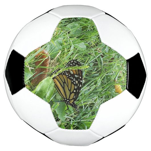 Un papillon monarque (Tourné)