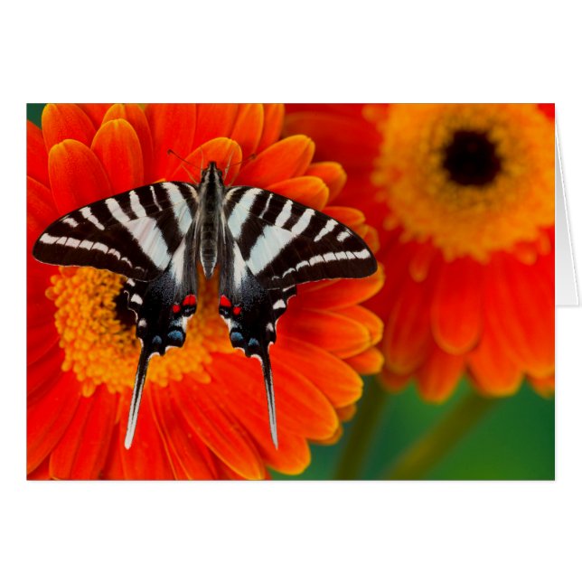 Un papillon queue-de-zèbre (Devant horizontal)