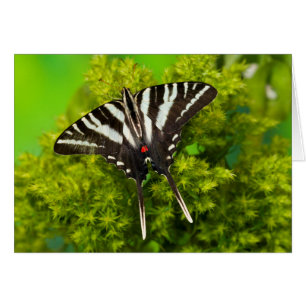 Un papillon swallowtail nord-américain