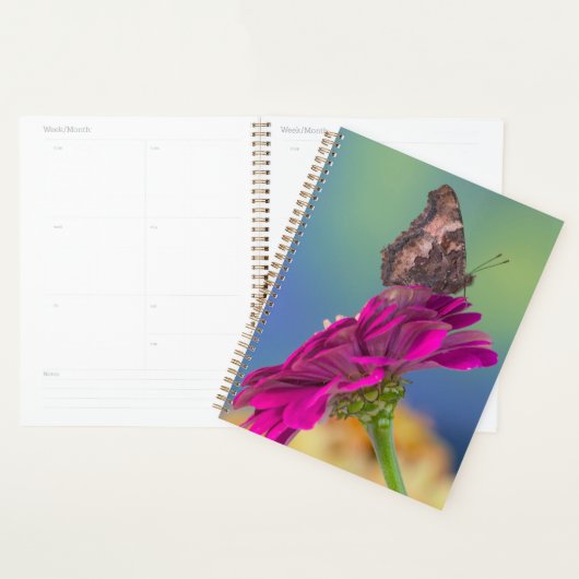 Un papillon swallowtail | Papilio Multicaudatus (Devant avec enveloppe)