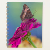 Un papillon swallowtail | Papilio Multicaudatus (Devant)