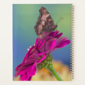 Un papillon swallowtail | Papilio Multicaudatus (Dos)
