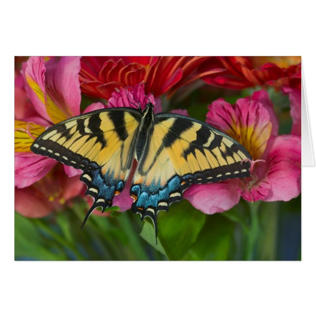 Un papillon swallowtail tigre (Devant horizontal)