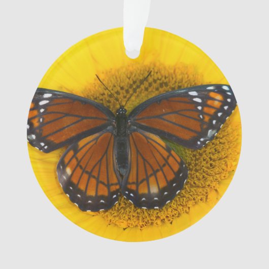 Un papillon vice-roi | Limenitis Archippus (devant)