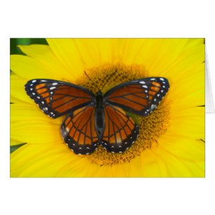 Un papillon vice-roi Limenitis Archippus