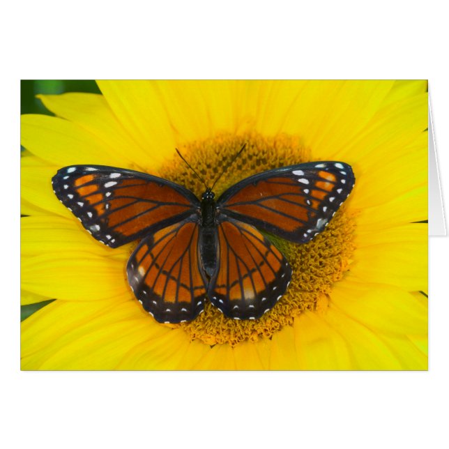 Un papillon vice-roi | Limenitis Archippus (Devant horizontal)