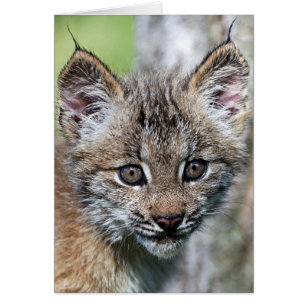 Cadeaux Petit Animal Mignon De Lynx Zazzle Be