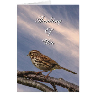 Un petit oiseau de Brown